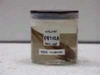 藏品(黃光鰓雀鯛)的圖片